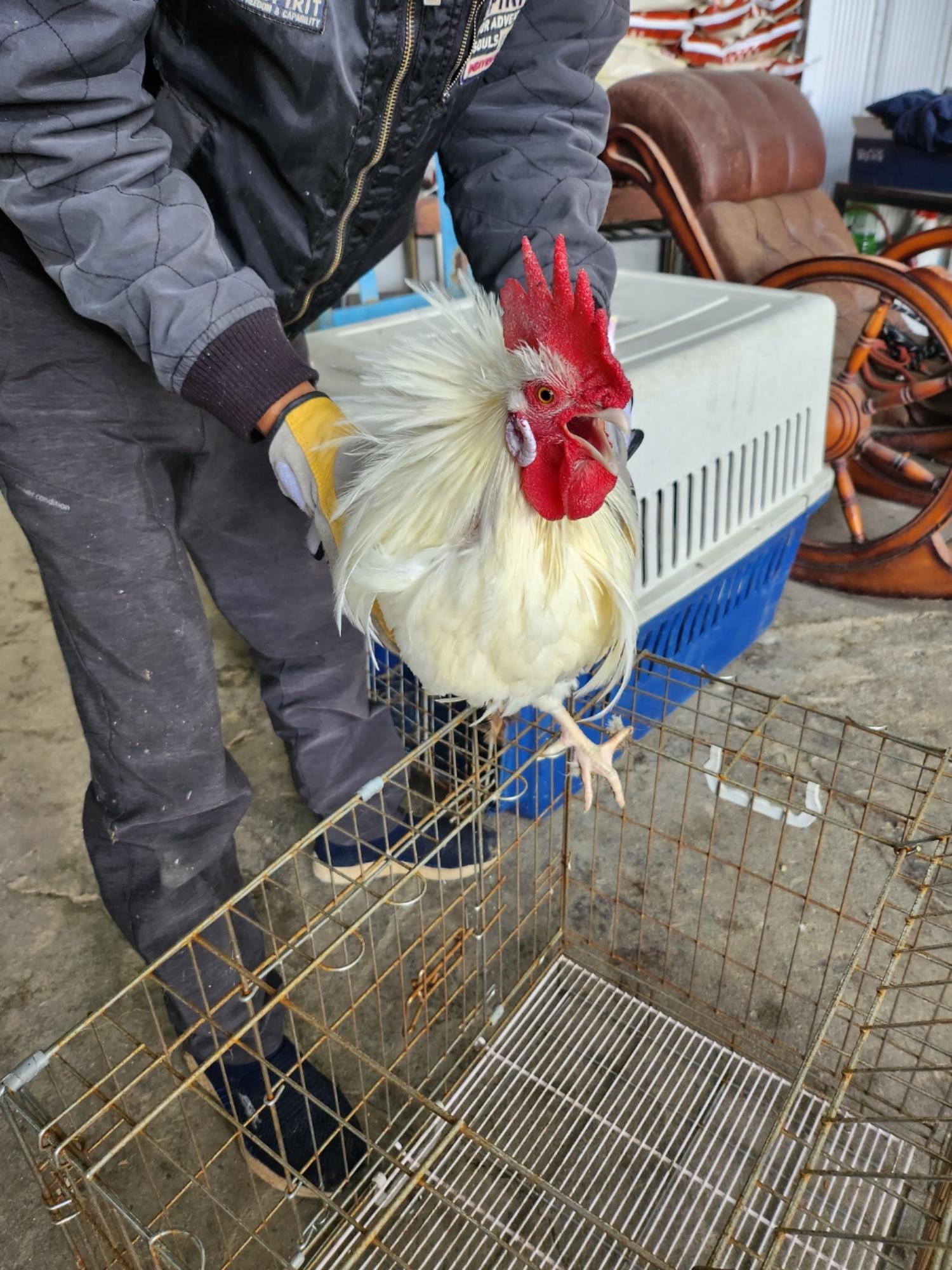 [기타축종] 닭 이미지 파일 입니다.